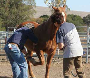 Integrated Equine Therapies clinic