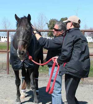 Equine Therapy Courses