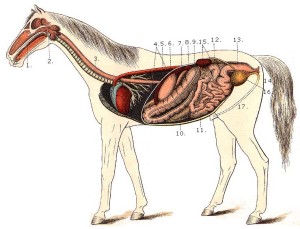 horsedigestivesystemdiagrampicture